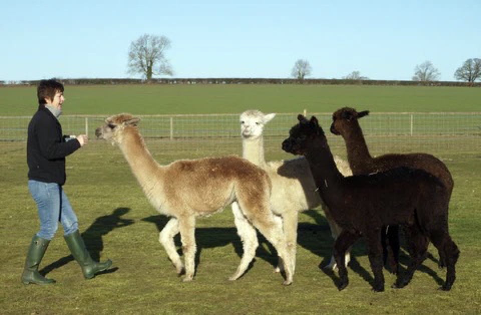 alpaca_art_commission alpaca art commission by Jac scott